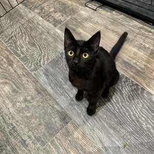 Meet your Posher, Pam